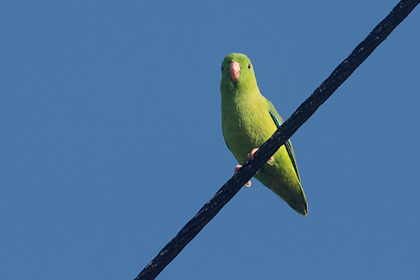 Green-rumped Parrotlet